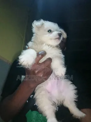 Purebred Lhasa Apso Puppy - 1-3 Months Old