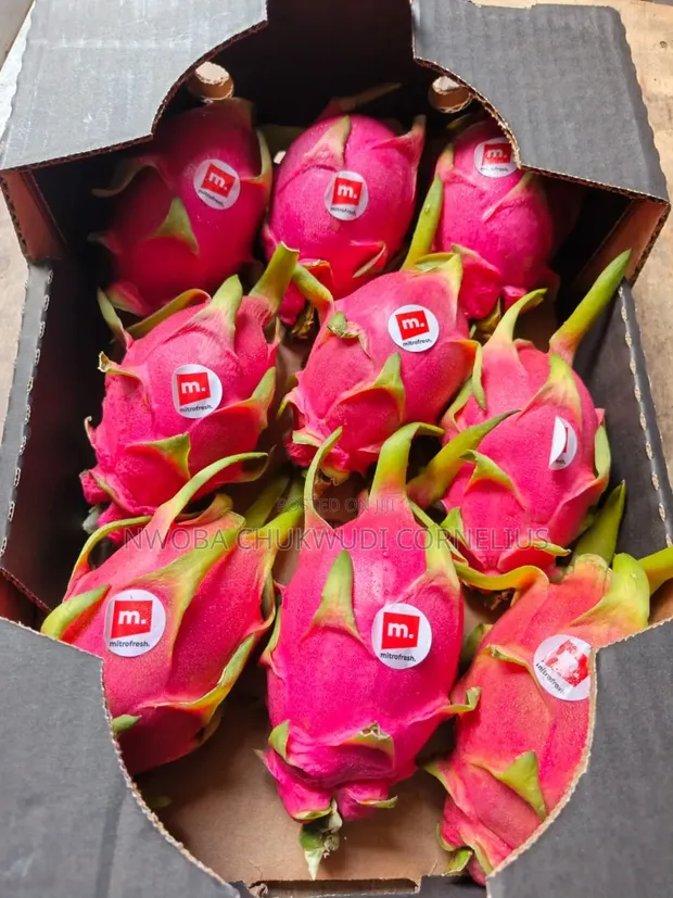 Dragon Fruit - 1