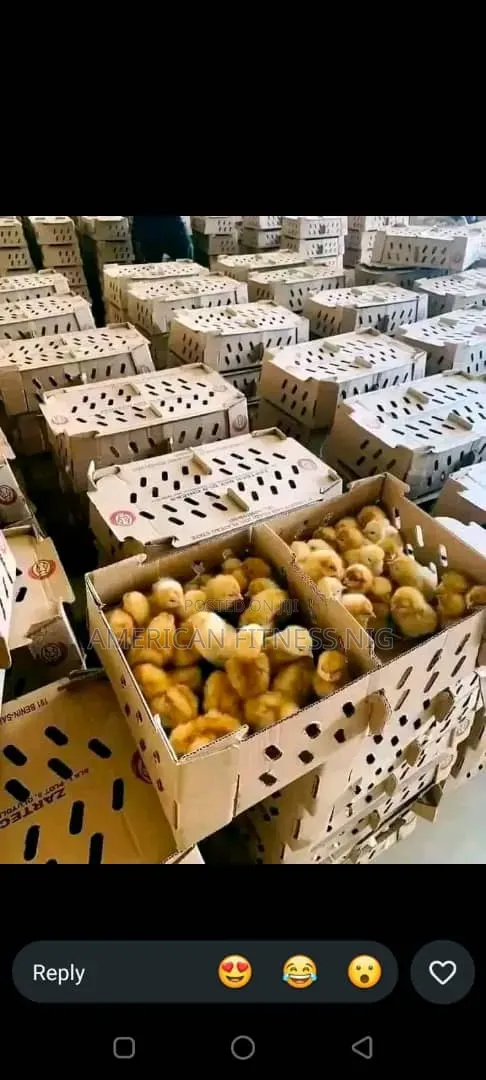 Pullets Layers - Profitable Farming - 1
