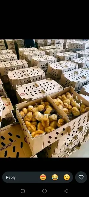 Pullets Layers - Profitable Farming