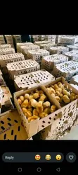 Pullets Layers - Profitable Farming - 1
