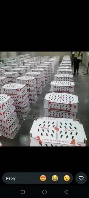 Pullets Layers - Profitable Farming