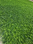 Artificial Turf Grass 30mm - 2