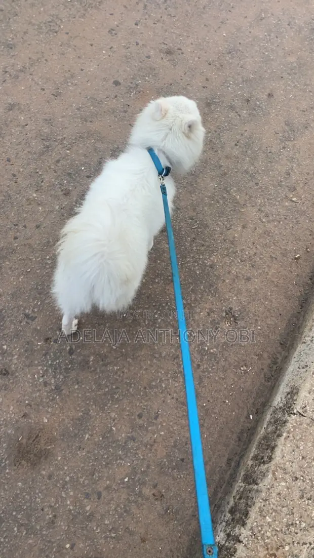Karen American Eskimo, Namiji, Shekara 1+, Tsarkakken Zuri'a - 1