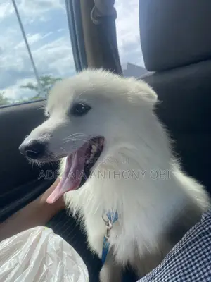 Karen American Eskimo, Namiji, Shekara 1+, Tsarkakken Zuri'a