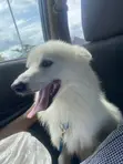 Karen American Eskimo, Namiji, Shekara 1+, Tsarkakken Zuri'a - 2