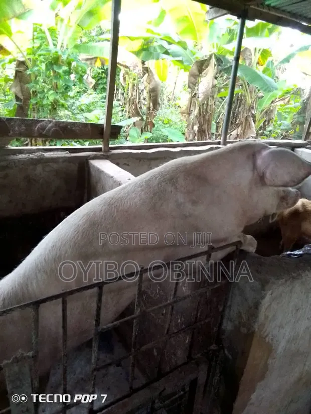 Pregnant Large White Pig - 1