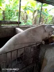 Pregnant Large White Pig - 1