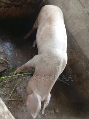 Pregnant Large White Pig