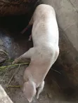 Pregnant Large White Pig - 2
