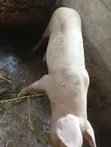 Pregnant Large White Pig - 3