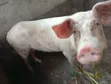 Pregnant Large White Pig - 4