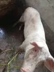 Pregnant Large White Pig - 5