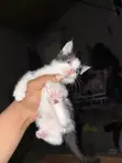 Purebred Exotic Kittens - 1-3 Months Old - 2