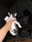 Purebred Exotic Kittens - 1-3 Months Old - 3