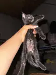 Purebred Exotic Kittens - 1-3 Months Old - 4
