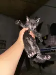 Purebred Exotic Kittens - 1-3 Months Old - 5