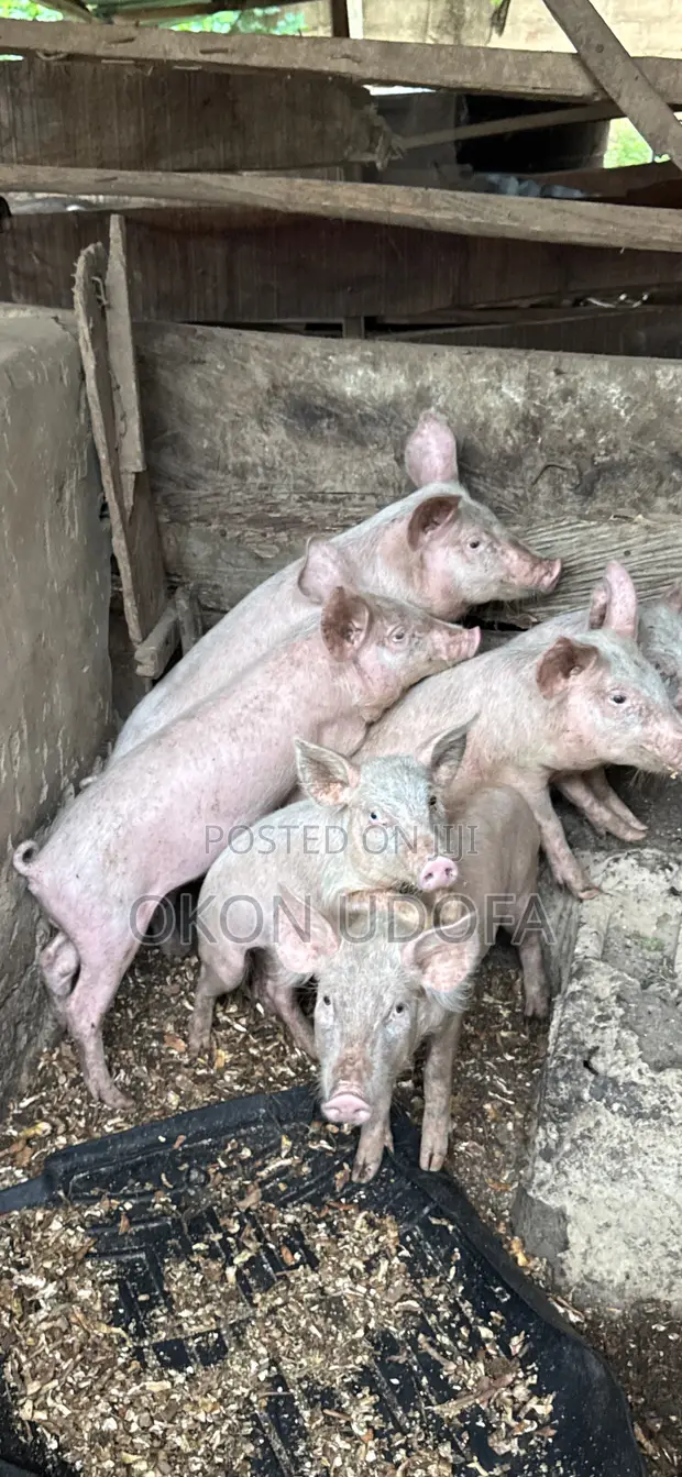 Pigs for Sale - 1