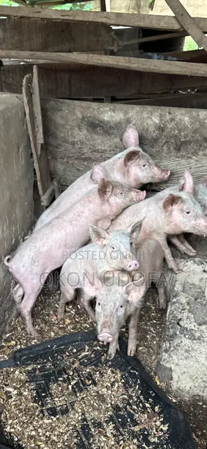 Pigs for Sale