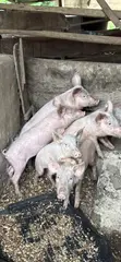 Pigs for Sale - 1