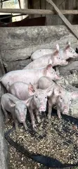 Pigs for Sale - 2