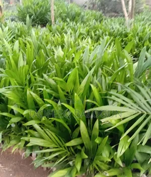 Oil Palm Seedling F1 Tenera Hybrid