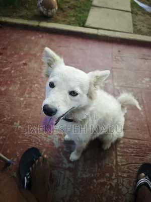 Kare American Eskimo Mace (Wata 6-12)