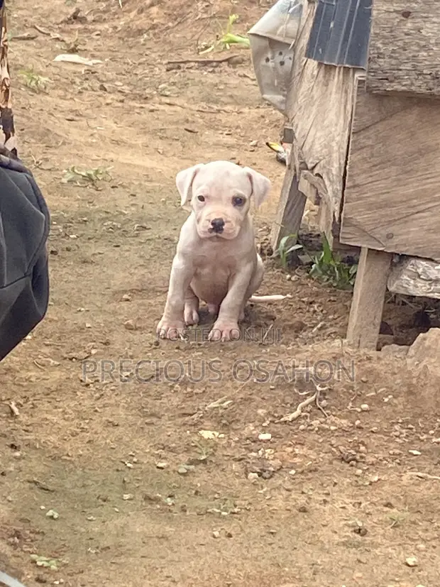 1-3 Month Female Purebred American Pit Bull Terrier - 1