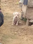 1-3 Month Female Purebred American Pit Bull Terrier - 1