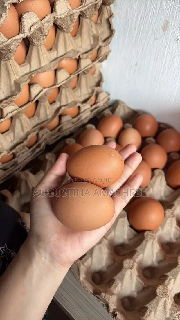 Chicken Eggs - 80+ Crates Available - 1