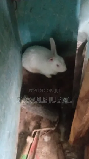 Rabbit for Sale