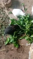 Rabbit for Sale - 2