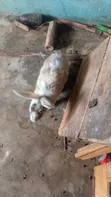 Rabbit for Sale - 3