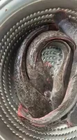 Premium Live Catfish & Crabs - 1