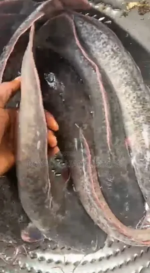 Premium Live Catfish & Crabs