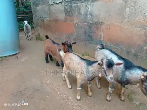 Productive Well-Kept Goats for Sale