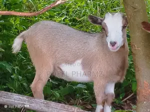 Productive Well-Kept Goats for Sale
