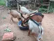 Productive Well-Kept Goats for Sale - 3