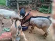 Productive Well-Kept Goats for Sale - 4