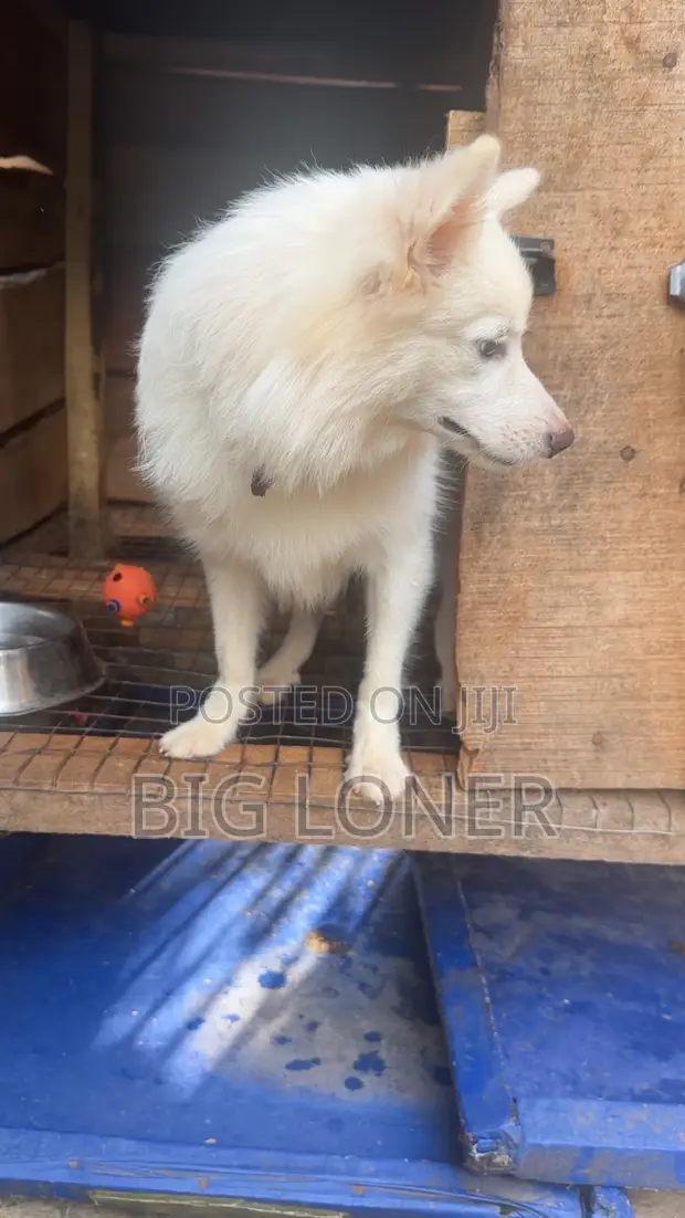 American Eskimo Puppy, 9 Months Old - 1