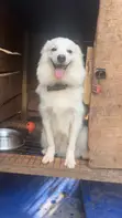 American Eskimo Puppy, 9 Months Old - 2