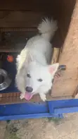 American Eskimo Puppy, 9 Months Old - 3
