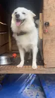 American Eskimo Puppy, 9 Months Old - 4