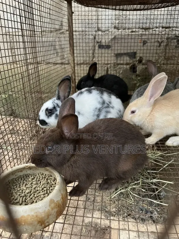 Purebred Rabbits for Sale - New Zealand, Chinchilla, Hyla, Palomino - 1