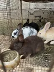 Purebred Rabbits for Sale - New Zealand, Chinchilla, Hyla, Palomino - 1
