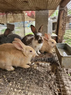 Purebred Rabbits for Sale - New Zealand, Chinchilla, Hyla, Palomino