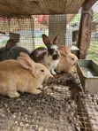 Purebred Rabbits for Sale - New Zealand, Chinchilla, Hyla, Palomino - 2