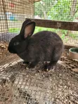 Purebred Rabbits for Sale - New Zealand, Chinchilla, Hyla, Palomino - 3