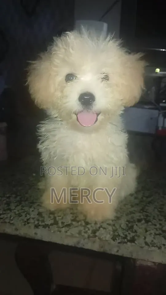 Zuriya Mai Tsarki Ta Lhasa Apso, Yara 'Yan Wata 1-3 - 1