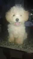 Zuriya Mai Tsarki Ta Lhasa Apso, Yara 'Yan Wata 1-3 - 1